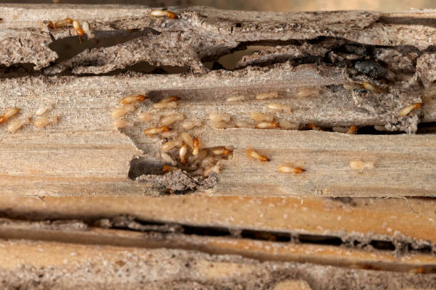 Wildlife Control Services in Wesley Chapel, FL
