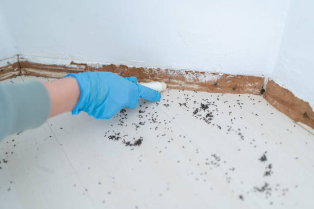 Best Wasp Removal Services  in Wesley Chapel, FL